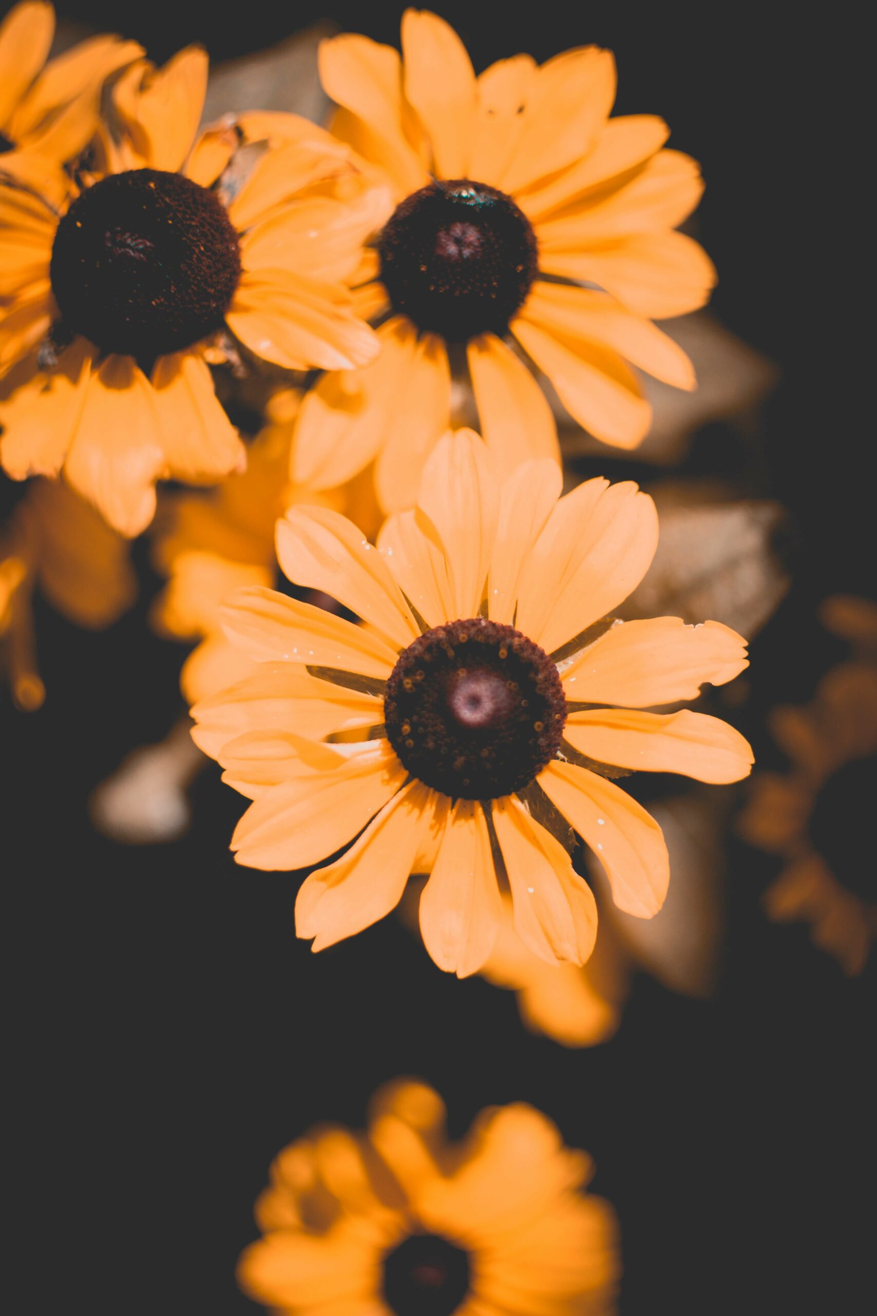 yellow flowers